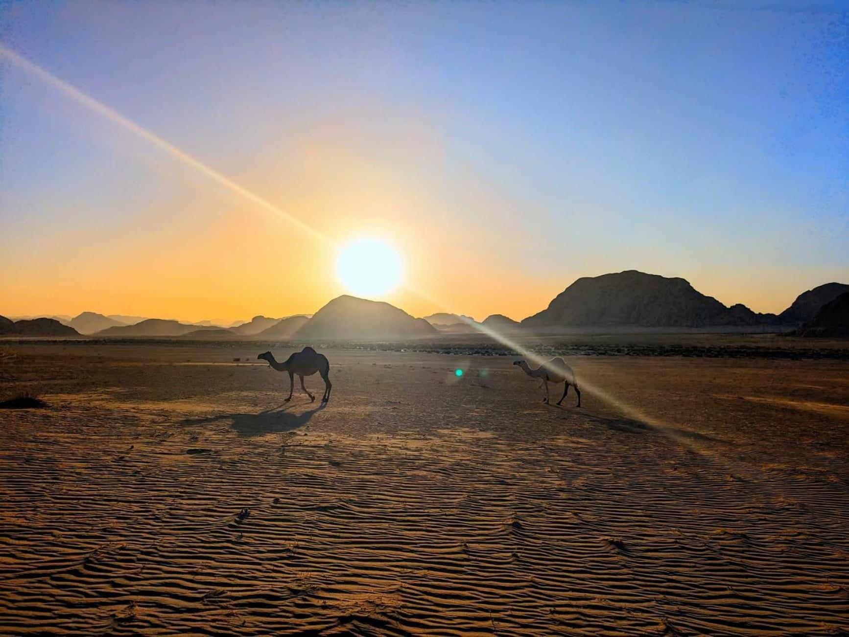 Shahrazad desert, Wadi Rum Eksteriør billede