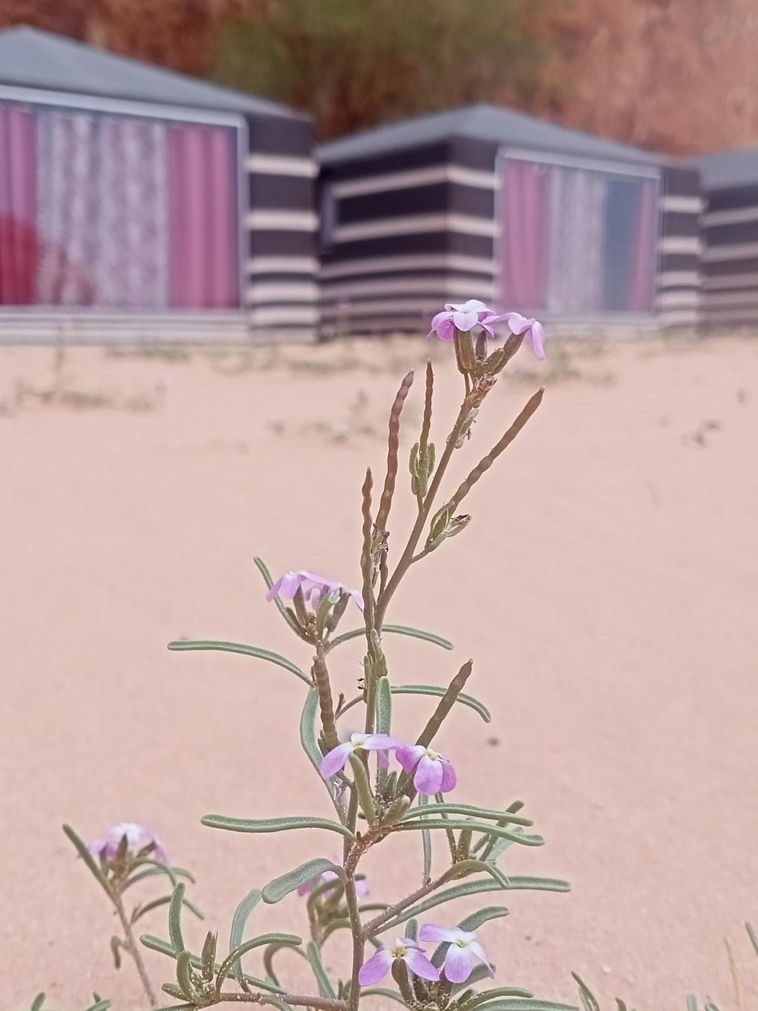 Shahrazad desert, Wadi Rum Værelse billede